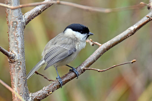 4206 Black-capped chickadee