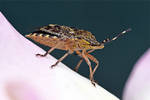 0369 Mottled shield bug - Punaise nebuleuse