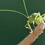 0933 Big green grasshopper