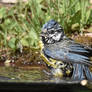 5392 Blue Tit at bath