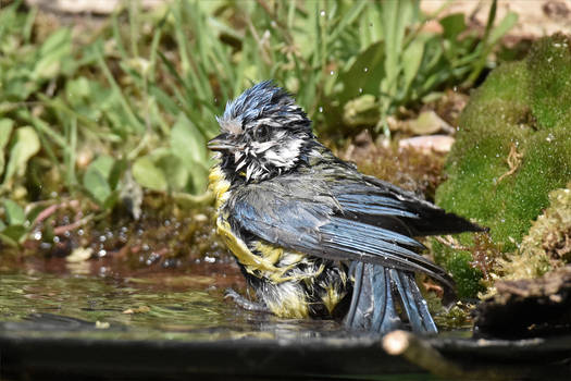 5392 Blue Tit at bath