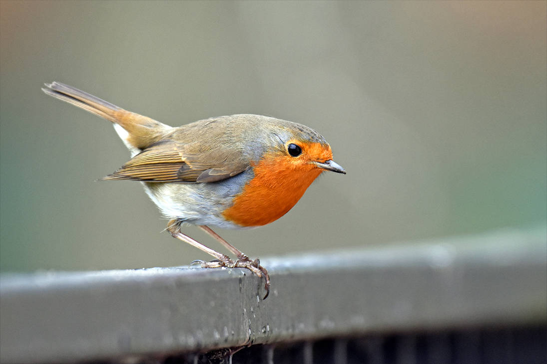 0740 Robin Rouge Gorge By Realmantis On Deviantart 0740 Robin Rouge Gorge By Realmantis On Deviantart