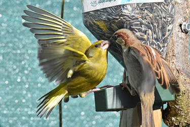 5014 Greenfinch and sparrow