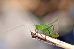 0928 Big green grasshopper by RealMantis