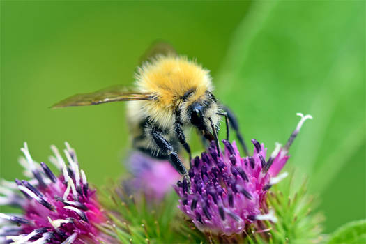 0772 Pollen harvest