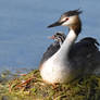 8047 Great Crested Grebe and a newborn