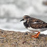 5678 Ruddy Turnstone / Tournepierre a collier