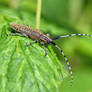 0405 Longhorn beetle