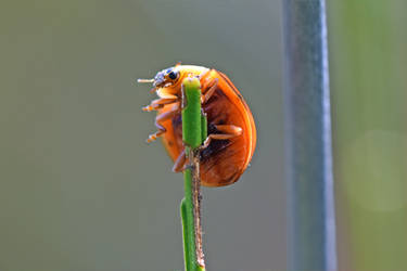0264 Acrobatic Ladybug by RealMantis