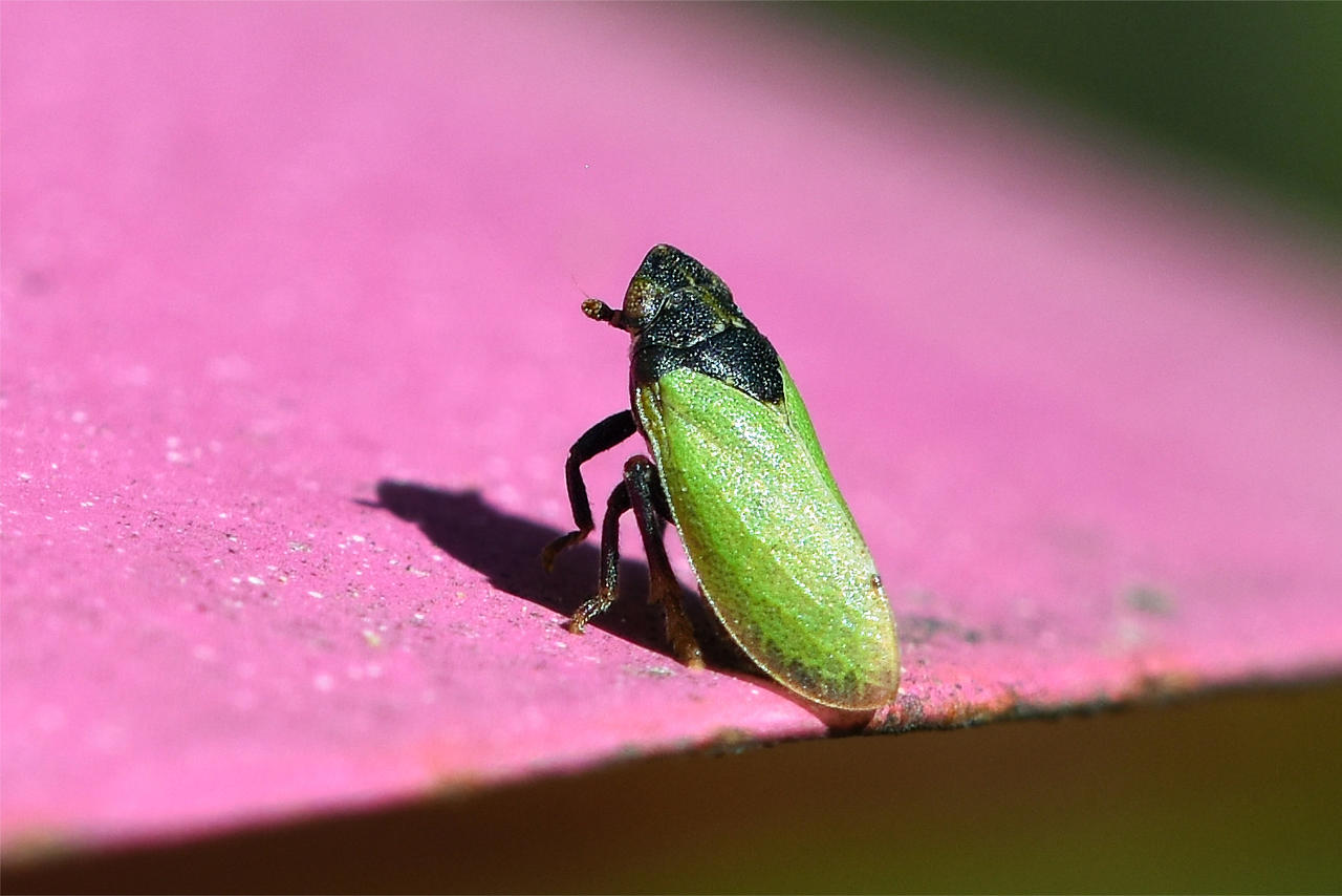 0871 Neon green leafhopper by RealMantis on DeviantArt