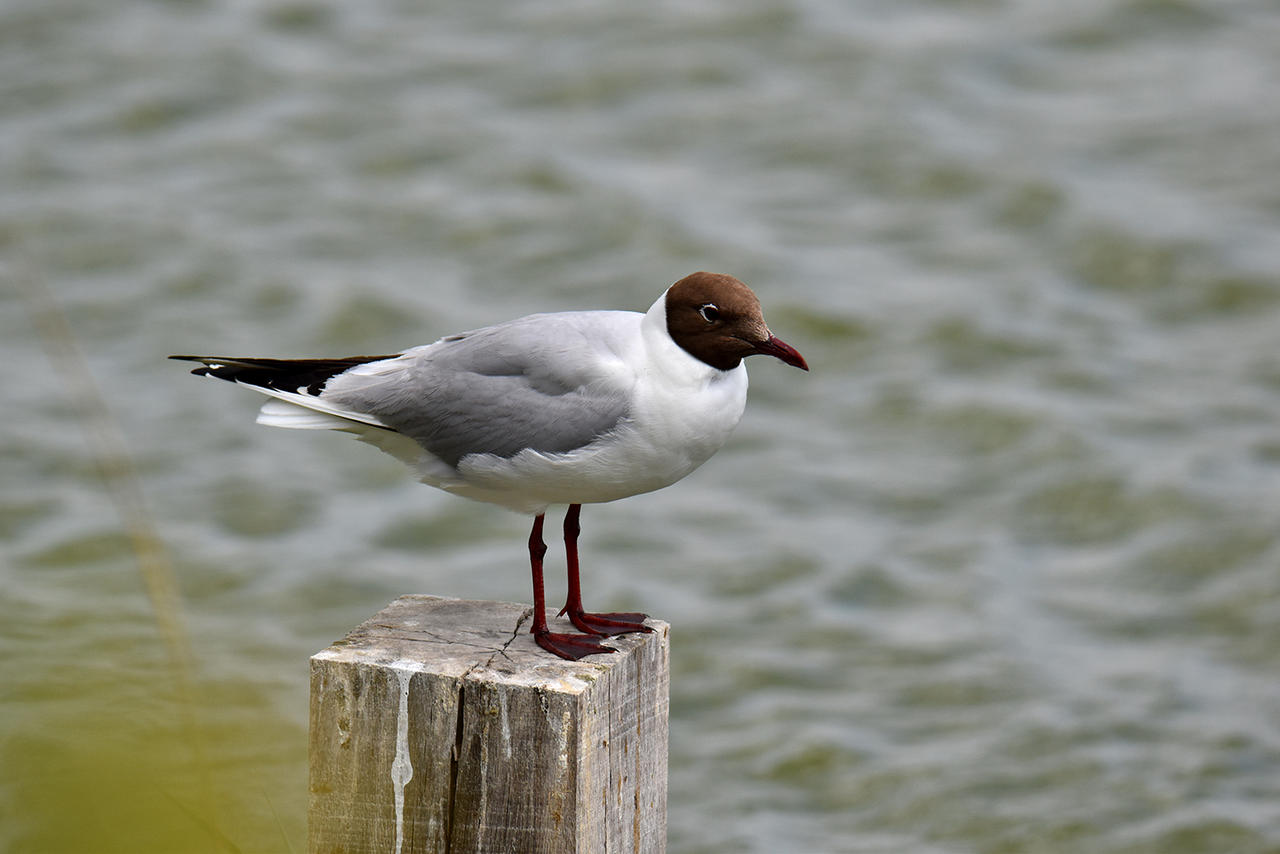 8624 Black Headed Gull Mouette Rieuse By Realmantis On Deviantart 8624 Black Headed Gull Mouette Rieuse By Realmantis On Deviantart