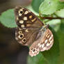 0412 Speckled wood