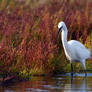 3312 Little Egret in the swamp