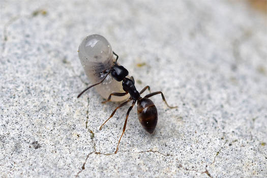 8618 Ant carrying a larva