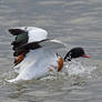 8560 Common Shelduck - Tadorne de Belon