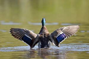 1165 Mallard - Colvert