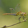 0498 Dragonfly