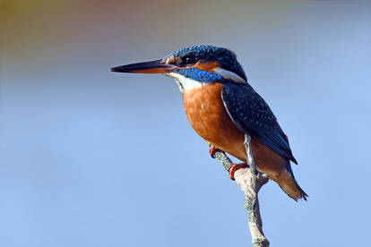 3221 Kingfisher