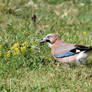 0825 Eurasian Jay in a field