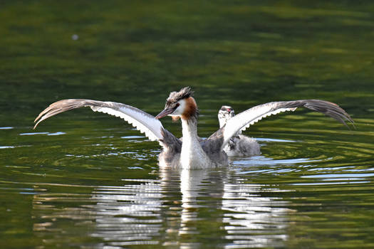 0211 Great Crested Grebe