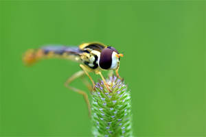 0515 Hoverfly - Syrphe