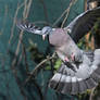 4611 Common wood pigeon in flight