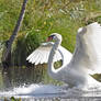 1136 Splashdown of a Swan