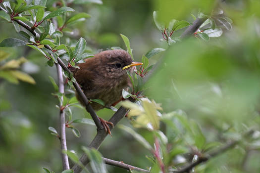 1715 Wren - Juvenile