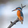 3264 Kingfisher