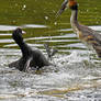 9131 Great Crested Grebe against Coot