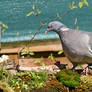 3228 Common wood pigeon - Pigeon ramier
