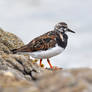 8392 Ruddy Turnstone / Tournepierre a collier