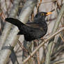 2649 Blackbird - Merle