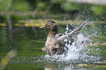 9558 Duck in action by RealMantis