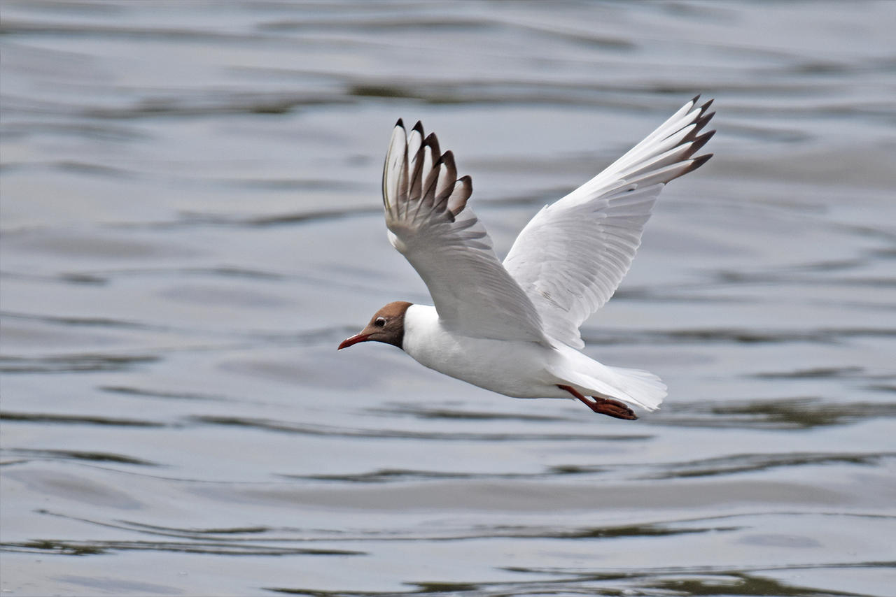 10 Black Headed Gull Mouette Rieuse By Realmantis On Deviantart 10 Black Headed Gull Mouette Rieuse By Realmantis On Deviantart