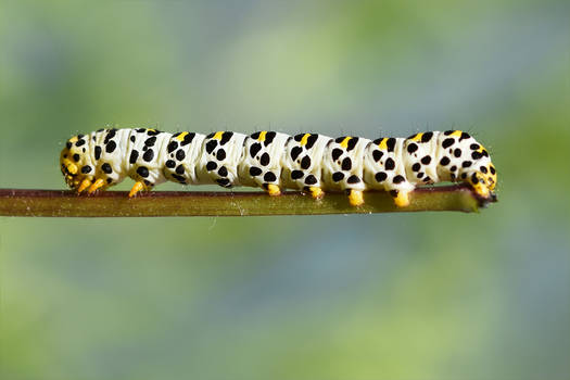 0365 Caterpillar - Mullein moth
