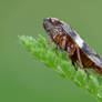 0866 Leafhopper