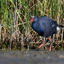 3007 Western Swamphen - Taleve sultane