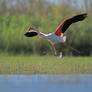 0843 Flamingo - Take off