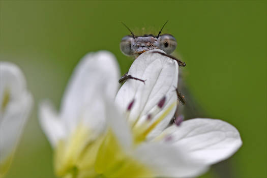 1758 Curious damselfly