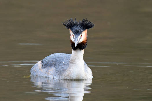3429 Great Crested Grebe