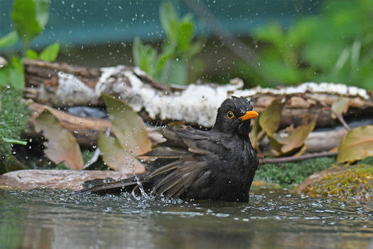 8672 Blackbird at bath