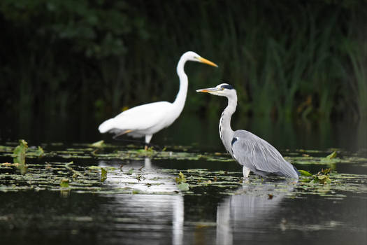 2458 When the heron meets the Great Egret