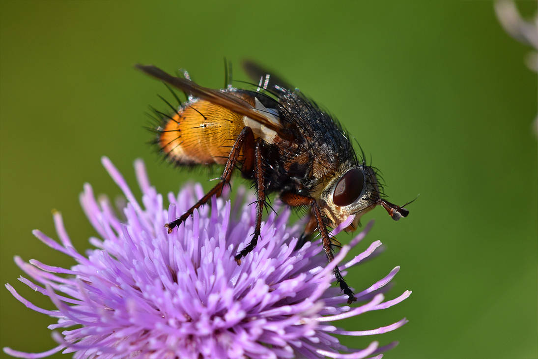 2044 A colorful fly