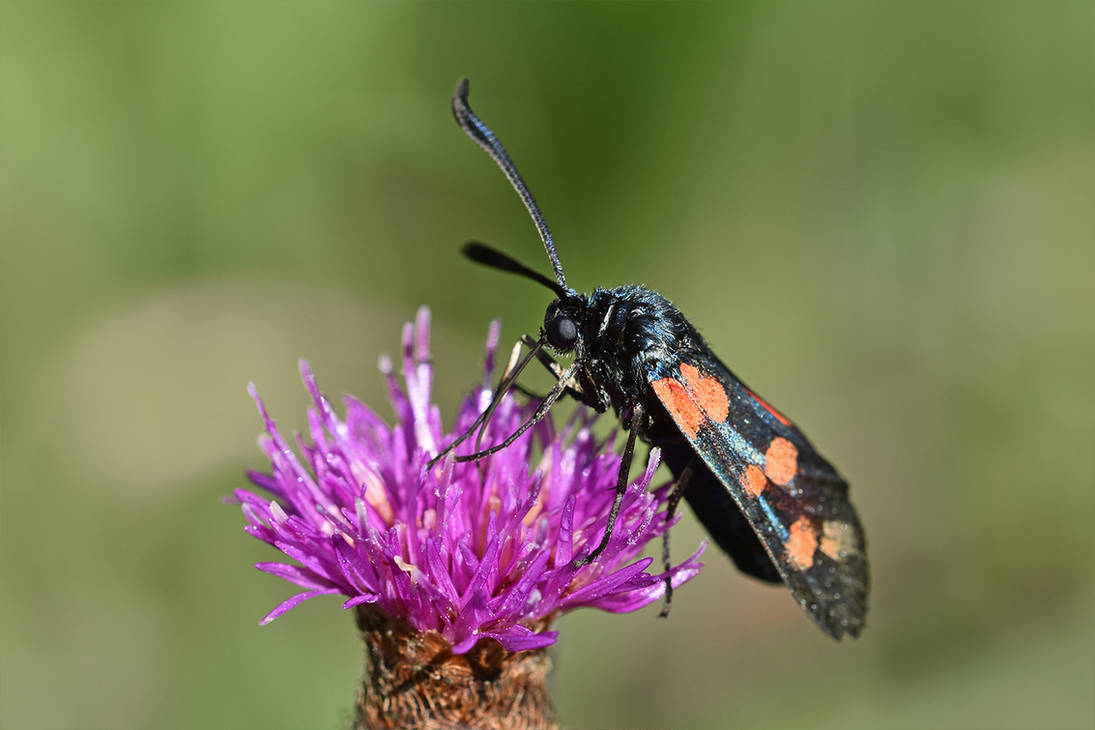 0333 Six-spot burnet