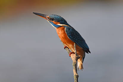 3182 Kingfisher