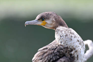 9886 Portrait of a Cormorant by RealMantis