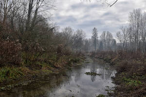 2041 Misty day in the swamp