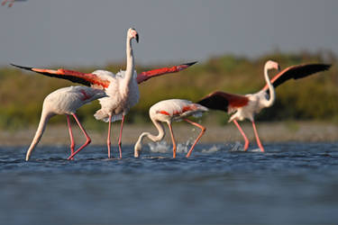 4015 Flamingos by RealMantis