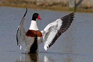 5700 Common Shelduck  in action